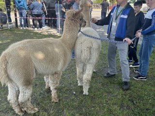 Dzień Godności Osób z Niepełnosprawnością Intelektualną